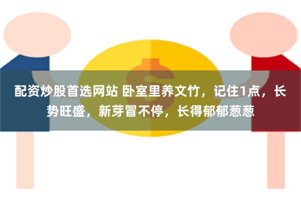 配资炒股首选网站 卧室里养文竹，记住1点，长势旺盛，新芽冒不停，长得郁郁葱葱